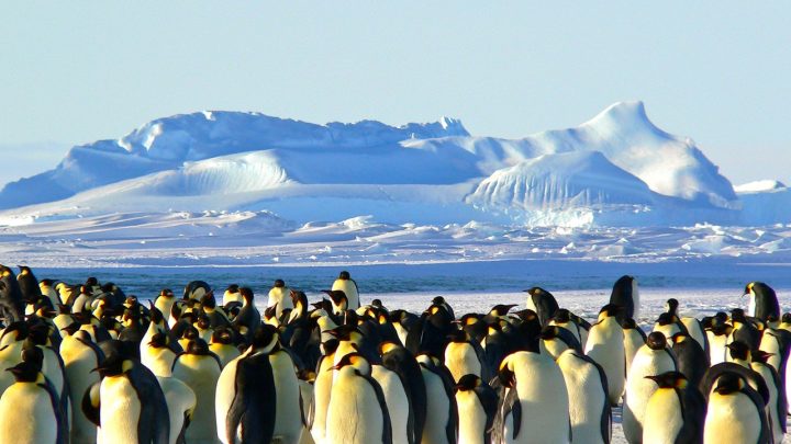 paysage magnifique et faune en Antarctique