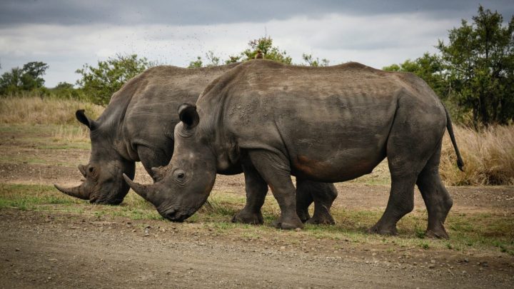 Couple de rhino dans la nature